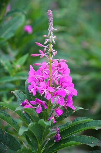 IMG_5275 aaa