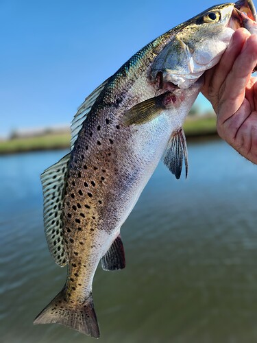 Bushypark & few trout