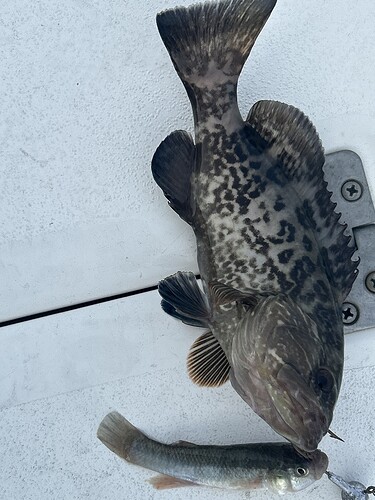 Windy but the bite was interesting