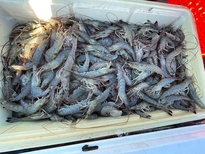 shrimp Anderson BB 11-1-25