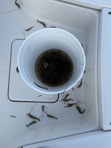Birds, bait and bite