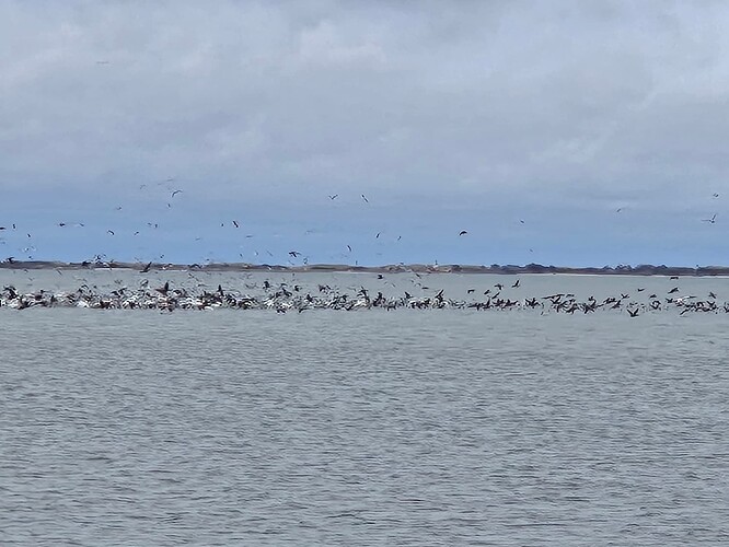 Personal Best Flounder