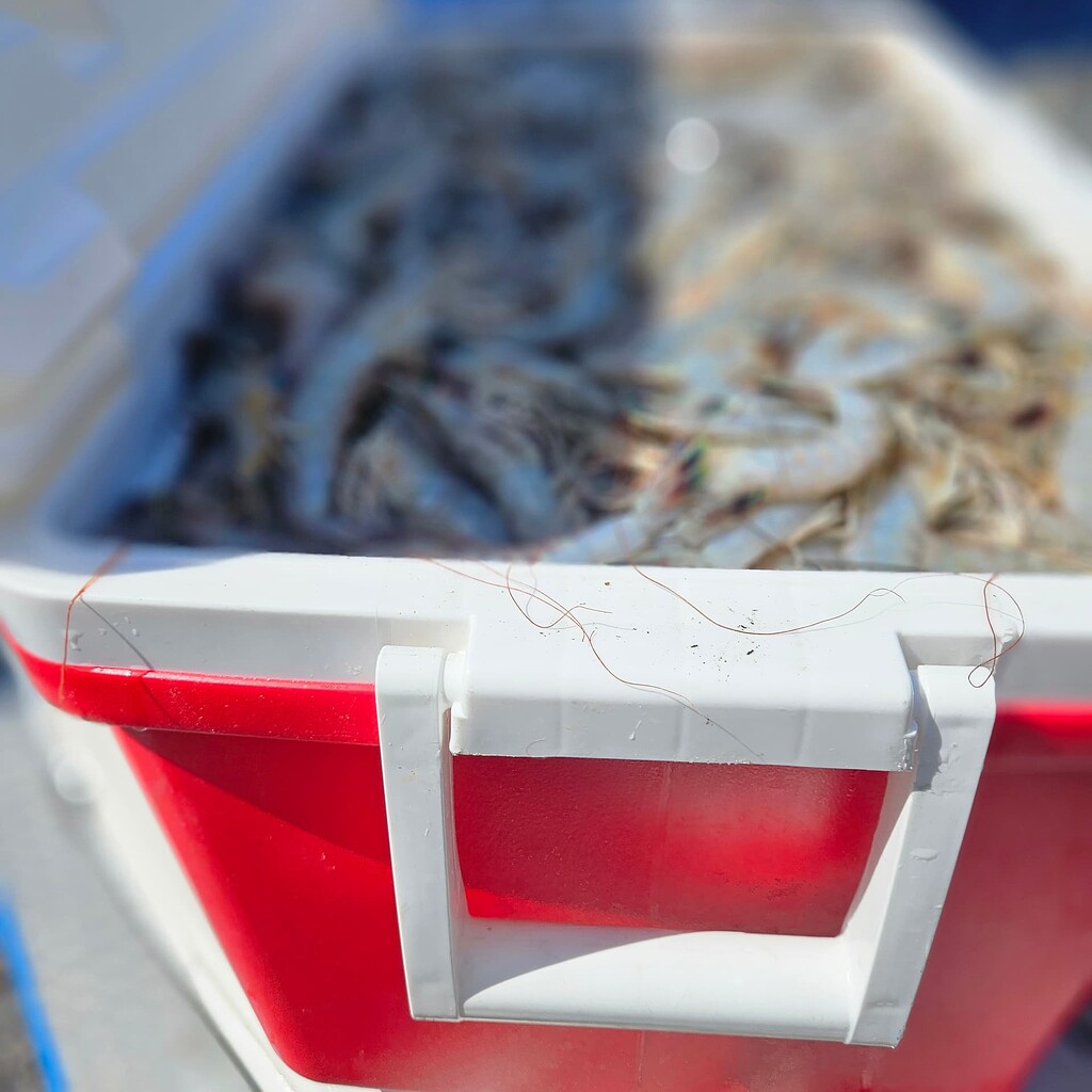 First 48 9/28 - Shrimping - Charleston Fishing