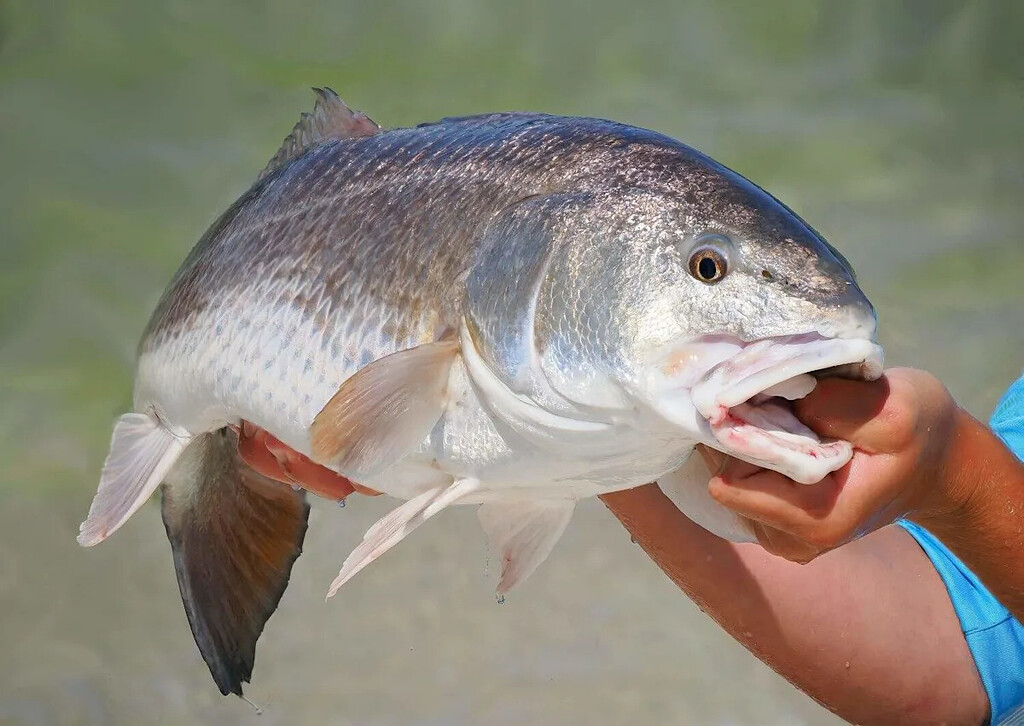 Do Fish Feel Pain, Do They Suffer? - Inshore Discussion - Charleston ...