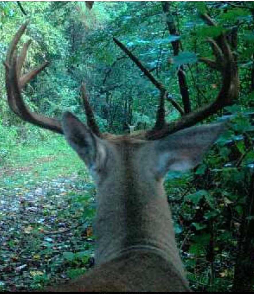 best-picture-ever-hunting-charleston-fishing