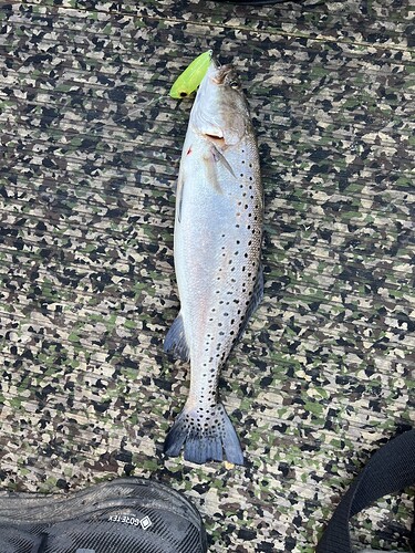 Fang Lures Fun….Sorta