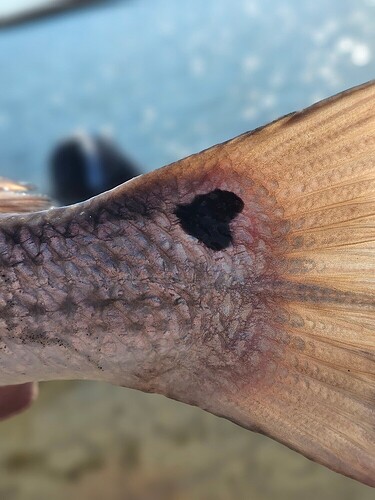 17711176146196181153926254632459