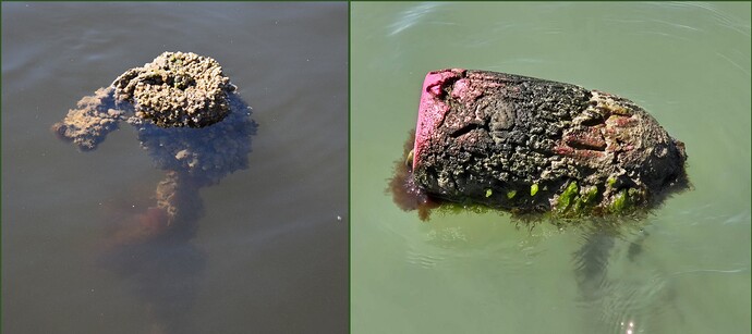 abandoned crab trap img1