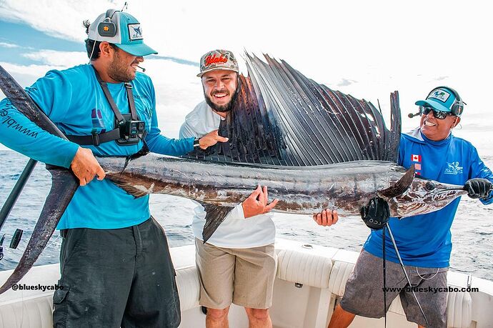 Cabo Fishing Reports - Oct 5th - Sailfish