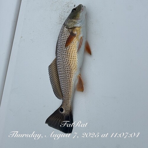 TC_00368