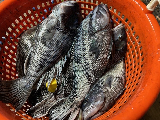 On the hunt for wahoo 3-6-26